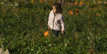 Camila Boutin carries a pumpkin she picked through the pumpkin patch during a visit to the Laity Farms in Maple Ridge, BC, Oct., 10, 2021.