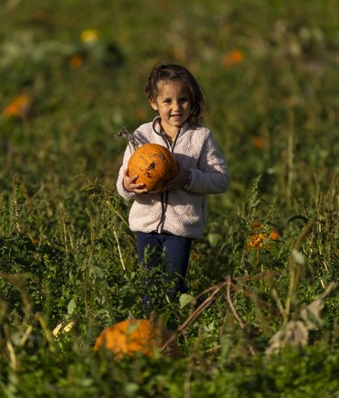 Camila Boutin carries a pumpkin she picked during a visit to the Laity Farms pumpkin patch in Maple Ridge, Oct., 10, 2021.