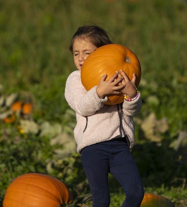 Camila Boutin struggles while carrying a pumpkin she picked during a visit to the Laity Farms pumpkin patch in Maple Ridge, BC, Oct., 10, 2021.