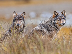 The B.C. government wolf kill program is being challenged in court by environmental group Pacific Wild.