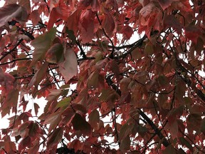 Rich red colouring on Acer r. 'Red Rocket' adds a touch of warmth on grey autumn days. Must credit: Minter Country Garden. For use with Brian Minter's column for Oct. 23, 2021 [PNG Merlin Archive]