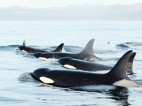 Only 73 southern resident orcas remain. Environmental groups want stricter enforcement of whale-watching rules after dozens of instances in which boats got too close to the animals.