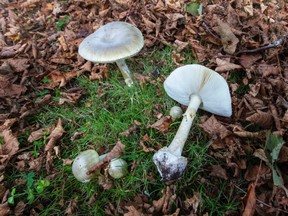 Death cap mushrooms found on the corner of Lansdowne Road and Uplands Road in 2020. Experts say the toxic fungi could become more common as they adapt to use native trees as hosts.