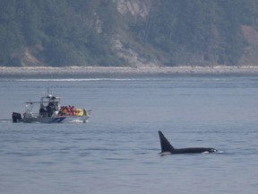 Campbell River Whale and Bear Excursions vessel shown here near Willow Point on May 27, 2019, when the operator Nicklaus Templeman illegally approached a killer whale.