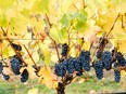 Wine_Growers_BC_1