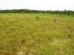 This bog was harvested for peat moss and was then restored to a productive state.
