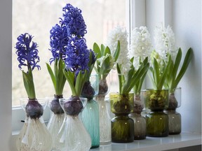 Hyacinthus: Fill your home with fragrance with specially prepared hyacinths.