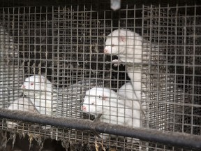 A mink farm in Denmark before all mink there were killed by government order last year after an outbreak of COVID-19.
