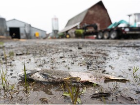 A dead salmon lies on the driveway of a farm after flood waters began to recede, Nov. 18, 2021, in Abbotsford.