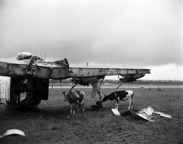 1948 Fraser River Flood - Abbotsford - Cows graze in a field alongside a wrecked airplane. 1948. Vancouver Sun.