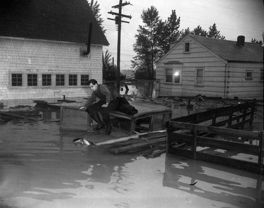 1948 Fraser River Flood - Mission - A man sits atop a partially submerged truck in a residential-looking area. 1948. Vancouver Sun.