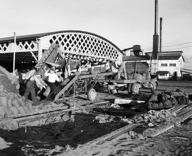 1948 Fraser River Flood - Queensborough - Men work together to fill sandbags. 1948. Vancouver Sun.