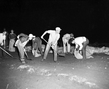 1948 Fraser River Flood - Rosedale - A group of men work to fill sandbags at night. 1948. Vancouver Sun.