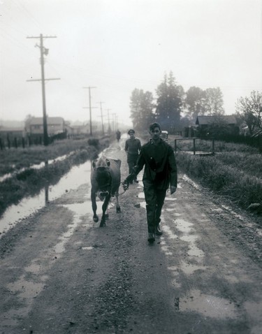 1948 Fraser River Flood - Trapp Rd. & BCE Barns - A man leads a cow down a wet dirt road. 1948. Vancouver Sun.