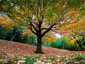 Leaves cover the ground under a tree at Mount-Royal park during a rainy fall day in Montreal in this archive image. The city was the inspiration for a new fragrance from Maison Margiela.