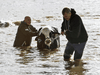 Farmers and community members help to rescue stranded cattle from a farm after rainstorms caused flooding and landslides in Abbotsford, B.C., November 16, 2021.