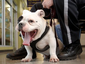 An American Bully breed dog. (Ted Rhodes/Postmedia)