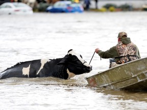 Cows that were stranded in a flooded barn are rescued with the help of boats.