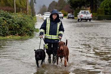 A woman walks two dogs along a flooded road after rainstorms lashed the western Canadian province of British Columbia, triggering landslides and floods, shutting highways, in Chilliwack.