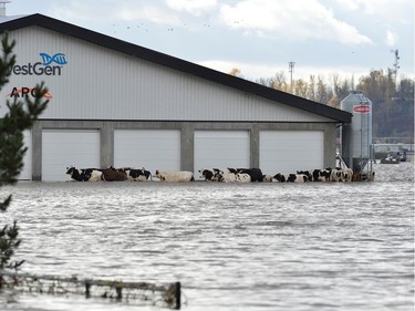 Cows are seen stranded due to widespread flooding in Abbotsford, British Columbia, Canada November 16, 2021.