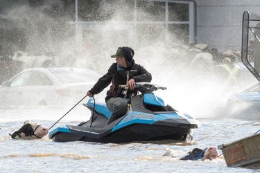 Cows that were stranded in a flooded barn are rescued by people in boats and a sea doo after rainstorms lashed the western Canadian province of British Columbia, triggering landslides and floods, and shutting highways, in Abbotsford.
