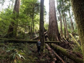 Trees near Port Renfrew, where protesters have been attempting to prevent logging of old-growth forests.