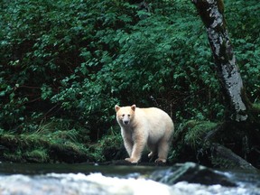The majestic Kermode bear, pictured in the Great Bear Rainforest on the north-central coast of B.C.