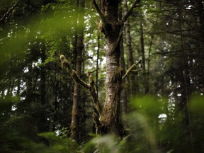 With the possibility of some old-growth conservation in B.C., a familiar chorus is decrying any intended protection of endangered forests as an attack on jobs.
