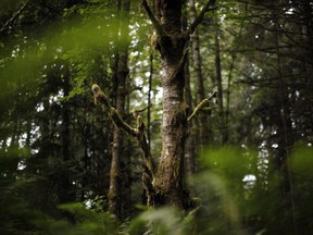 A Red Alder tree is seen at Francis/King Regional Park in Saanich.