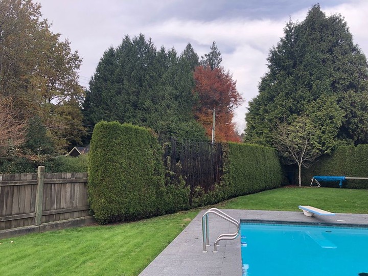  Handout photo of damage caused by fire to 12-foot cedar hedges at a Burnaby home. Firecrackers were found at the scene. (Jennifer Roschat)