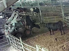 Screenshot from a video released by animal law advocacy organization Animal Justice. The group says the footage was received from an anonymous source and was taken at Cedar Valley Farms in Abbotsford. Postmedia has been unable to verify where the video was recorded.