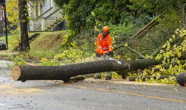 A tree fell onto East 12th ave between Fraser and Kingsway as flooding and wind causes major damage in the Lower Mainland, Nov. 15, 2021.