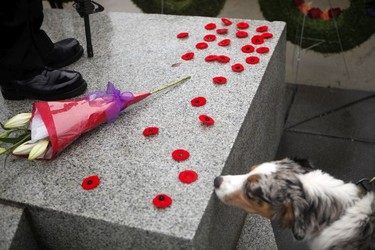 A dog is shown as people take part in a Remembrance Day service at the cenotaph on the grounds of the legislature in Victoria, B.C., on Thursday, Nov. 11, 2021.