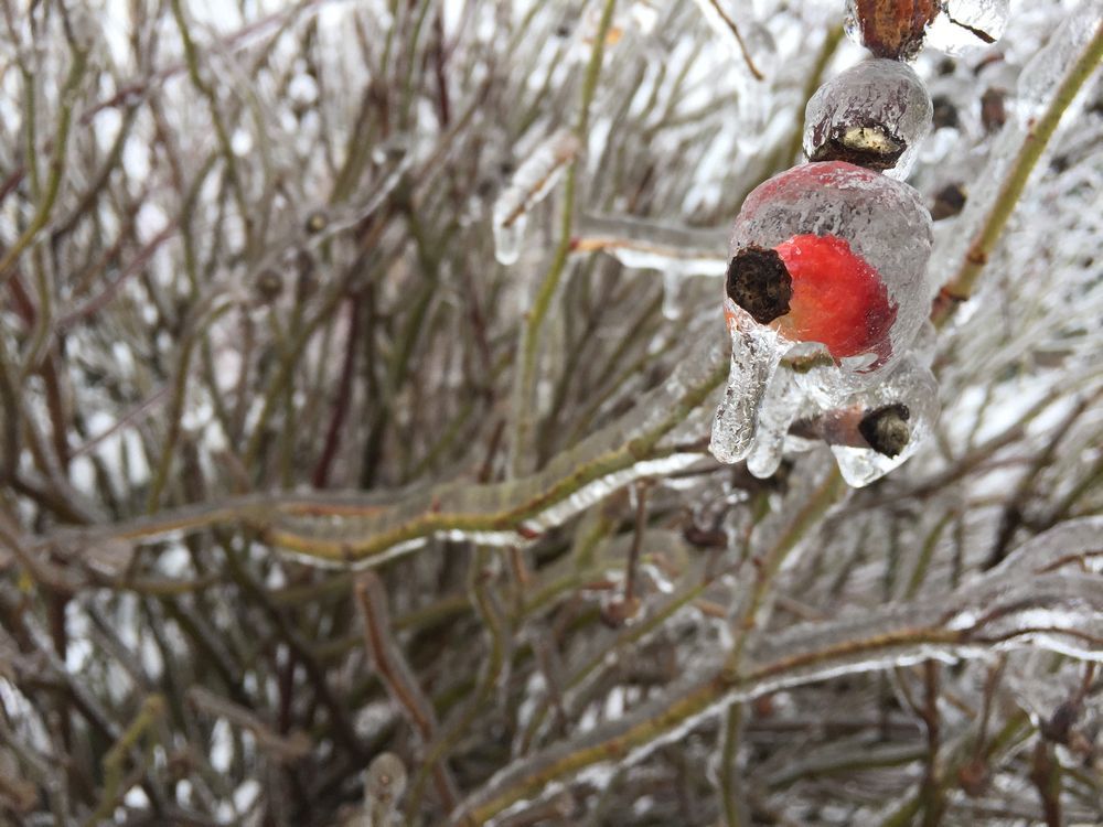  Plants covered in ice may struggle to survive in extreme cold. 