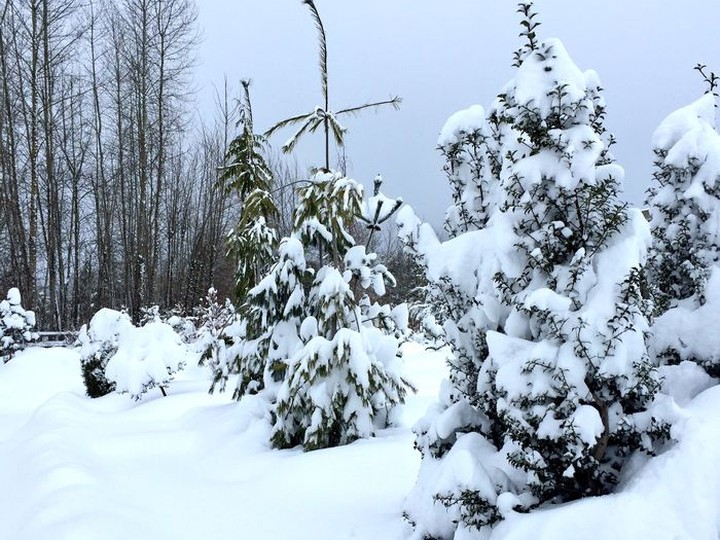  Snow can insulate plants but it can also damage them by breaking branches. 