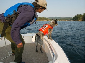 Collette Yee and her canine partner Australian cattle dog Dio are tasked with finding orca scat in the Salish Sea. The scat is hard to see with the human eye but Dio has a nose for poop and can smell the scat from up to one nautical mile away. Their finds go towards studying the southern resident orcas.