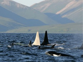 A picture released on April 23, 2012 shows the fin of an albino killer whale nicknamed Iceberg travelling in a pod of 13 orcas near Bering island in the Commander islands in Russia.