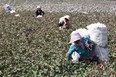 This photo taken on Sept. 20, 2015 shows Chinese farmers picking cotton in the fields during the harvest season in China's Xinjiang region.