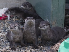 A romp of otters at Critter Care Wildlife Society in Langley, being prepared for eventual release into the wild.