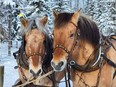 Two Fjord cross draft horses named Jack and Jill have gone missing while on loan at a ranch in 100 Mile House. Their owner now suspects they were stolen.