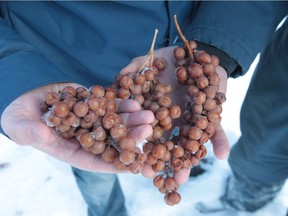 Grapes must be harvested in temperatures -8 C or lower to make icewine. While temperatures at the end of December were ideal, fewer B.C. winemakers chose to make icewine this year.