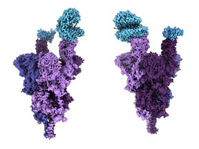 Atomic structure of the Omicron variant spike protein (purple) bound with the human ACE2 receptor (blue). Photo: Dr. Sriram Subramaniam, University of British Columbia