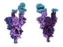 La estructura atómica de la proteína de pico variante de Omigron (púrpura) unida al receptor ACE2 humano (azul).  Foto: Dr. Sriram Subramaniam, Universidad de Columbia Británica