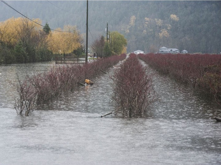  More rain falls on Sunny Sekhon’s flooded blueberry fields in Sumas Prairie in Abbotsford on Tuesday.