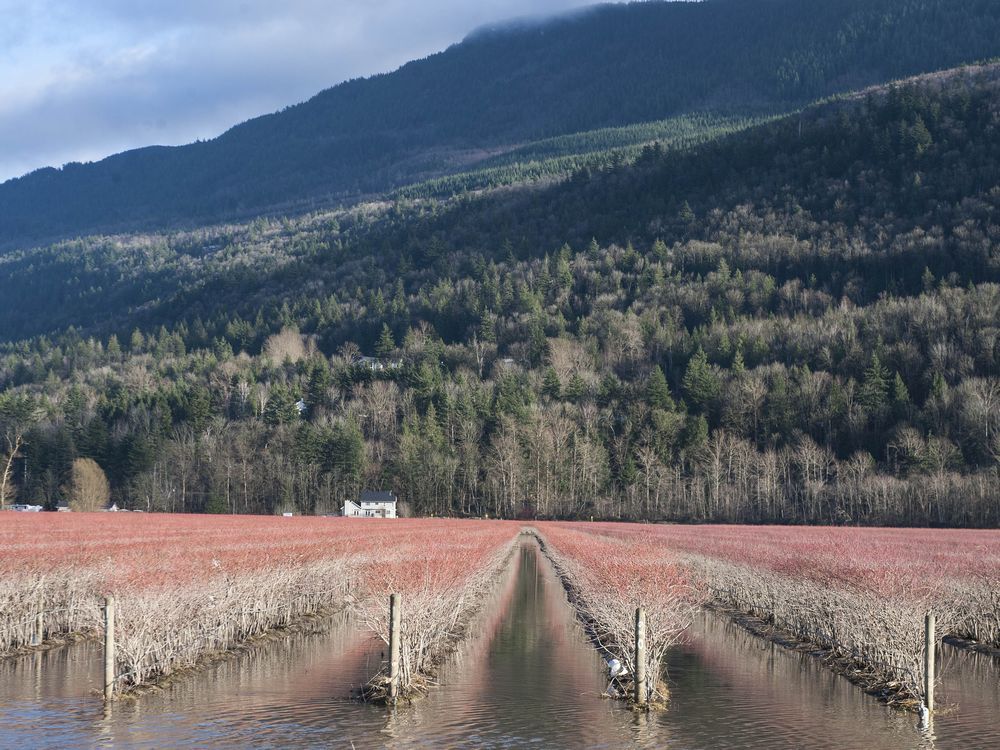  Crop losses are often felt for many months and years after an extreme weather event. After the 2021 flooding in B.C., many blueberry bushes needed to be replanted. They wouldn’t return to full production for several years.