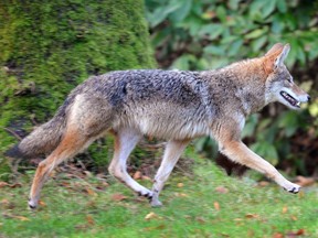 Coyotes like this one, out hunting squirrels in Stanley Park in December 2012, have long been a feature of the park, though in the last year their aggressive behaviour with people had them being regarded as a risk to public safety as ‘dangerous wildlife.’