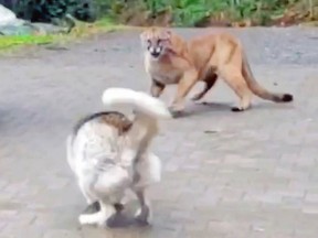 A husky confronts a cougar in a Saanich driveway on Tuesday, Dec. 21, 2021.