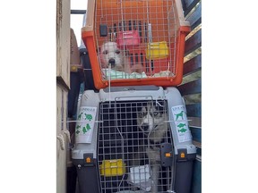 Dogs are loaded in preparation for their flight from Kabul to Vancouver.