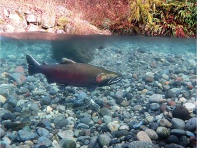 Glaciers are retreating at an accelerating rate in the face of climate change; some salmon stand to benefits, while other populations are likely to lose out. For Randy Shore story [PNG Merlin Archive]