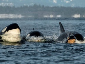 New Bigg's orca calf, T124A7, takes the lead with its mother and family. The newborn was photographed near Victoria on New Year's Eve.